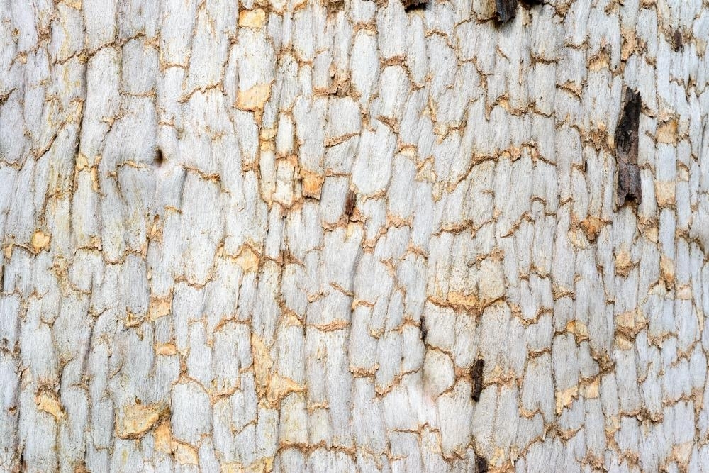 Detail shot of grey tree trunk with gold cracks forming a pattern - Australian Stock Image