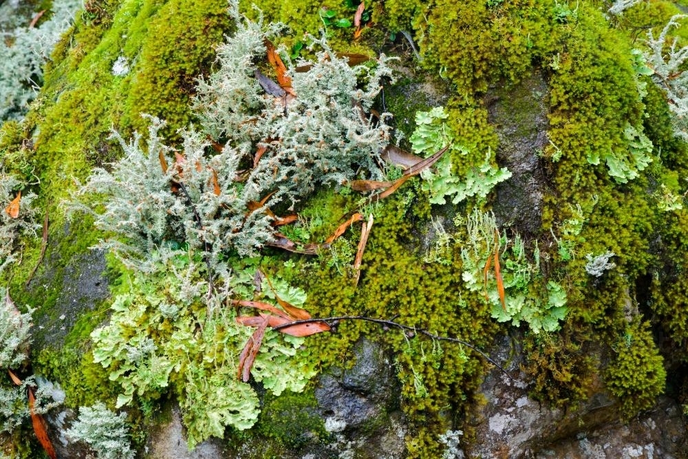 Detail shot of lichens and mosses with varying shades of green - Australian Stock Image
