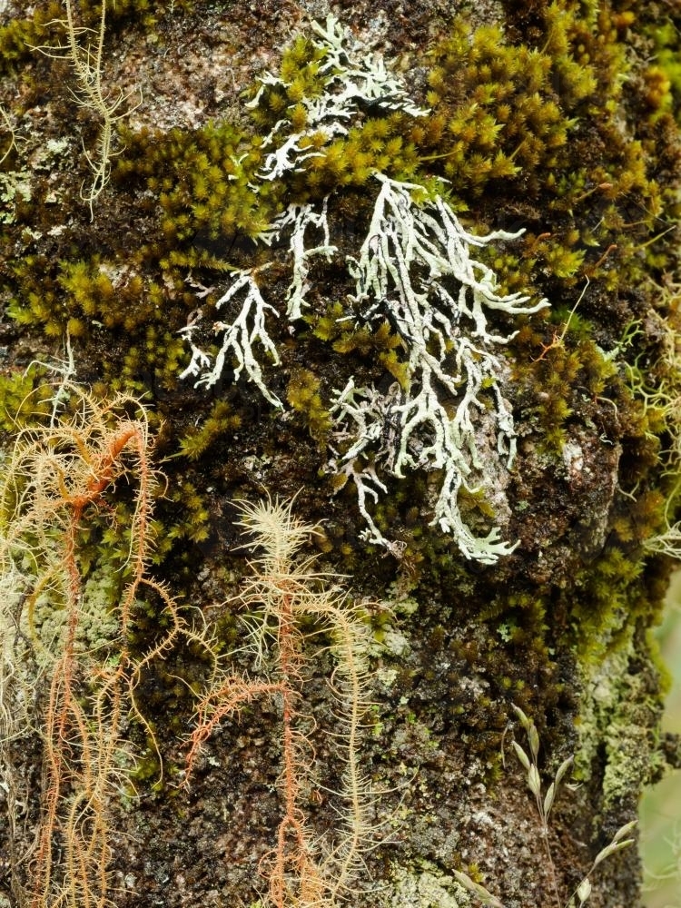 Detail shot of mosses and lichens with varying textures and colours - Australian Stock Image