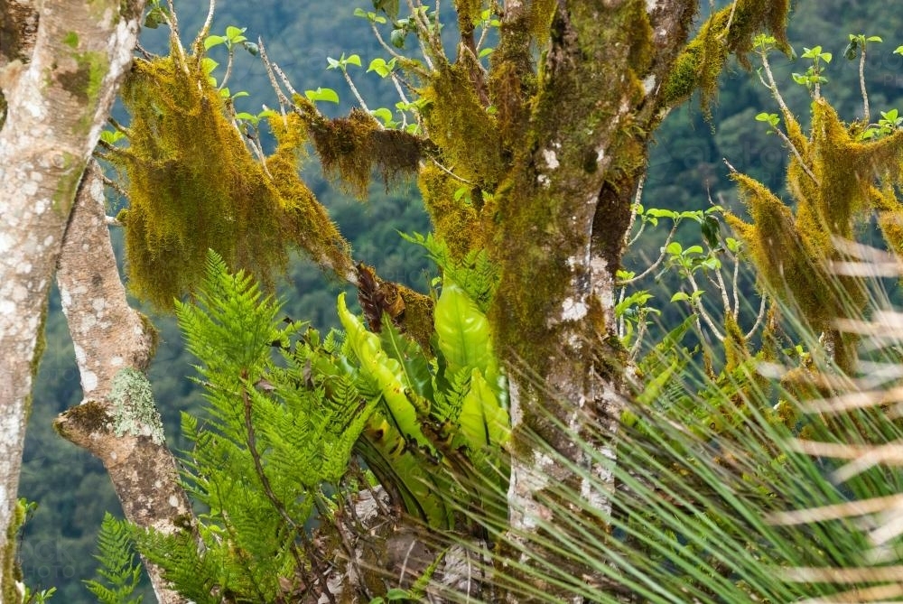 Detail shot of mosses, lichens and ferns with varying textures and shades of greens and browns - Australian Stock Image