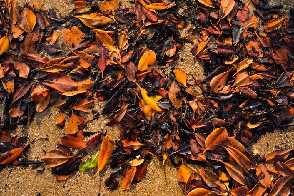Detail shot of orange and brown leaf litter on beach sand - Australian Stock Image