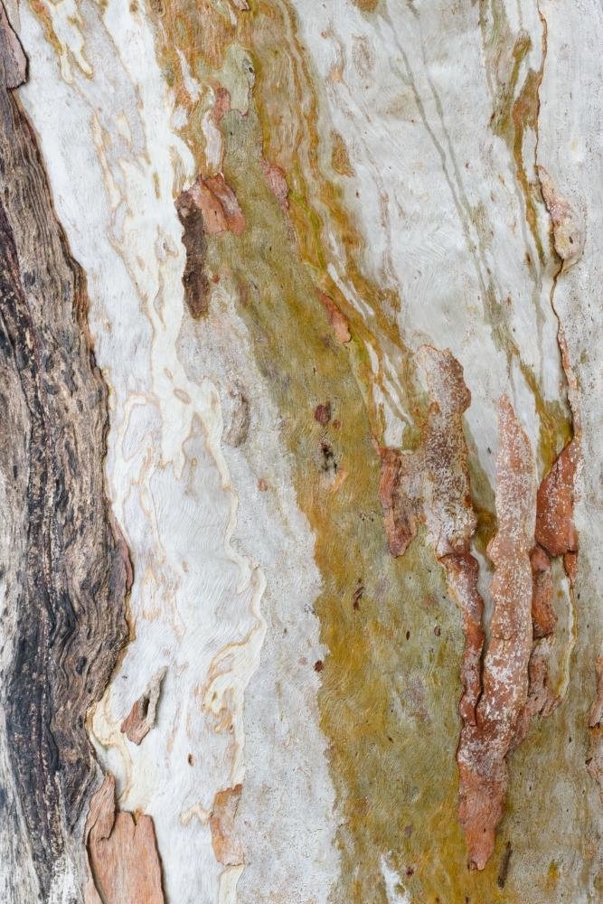 Detail shot of patterned heavily textured gum tree trunk with shades of greens, oranges and reds - Australian Stock Image