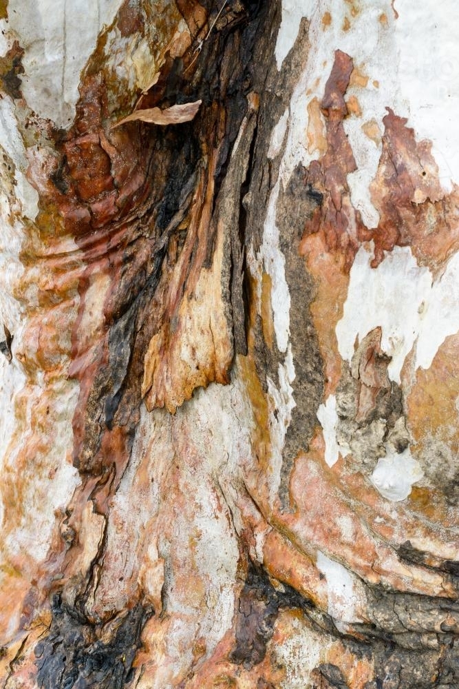 Detail shot of patterned heavily textured gum tree trunk with shades of greens, oranges and reds - Australian Stock Image