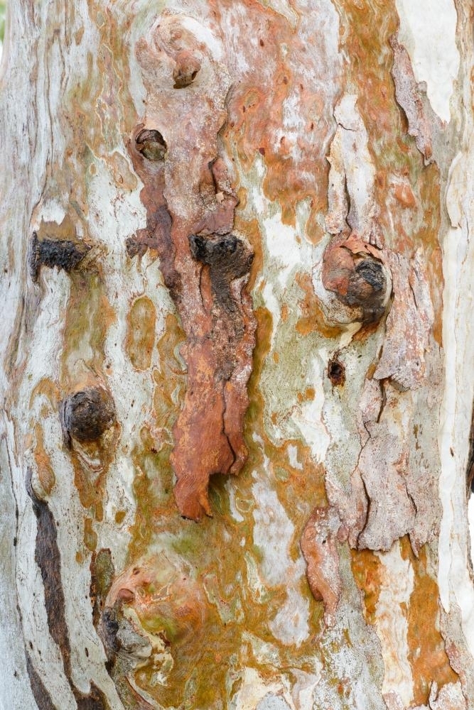 Detail shot of patterned heavily textured gum tree trunk with shades of greens, oranges and reds - Australian Stock Image