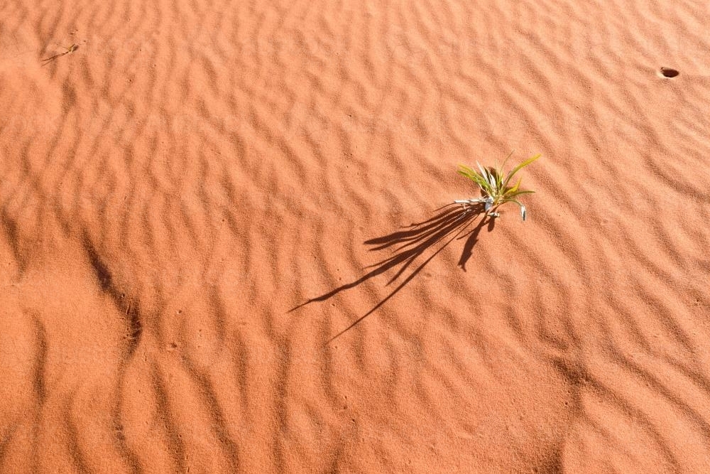 Detail shot of ripples and animal prints in orange desert sand - Australian Stock Image
