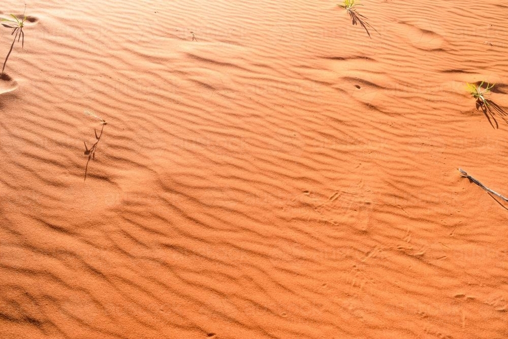 Detail shot of ripples and animal prints in orange desert sand - Australian Stock Image