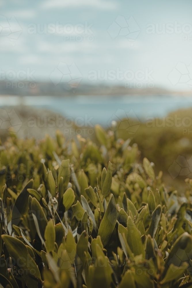 Detail shot of some coastal shrub on a coast walk near the beach - Australian Stock Image