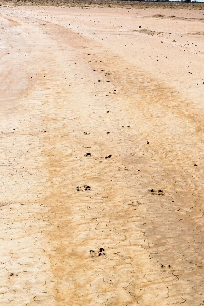 Detail shot of wet and cracked mud with kangaroo footprints - Australian Stock Image