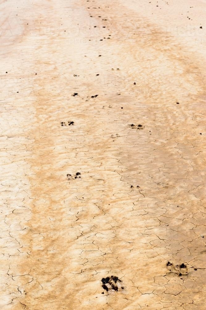 Detail shot of wet and cracked mud with kangaroo footprints - Australian Stock Image