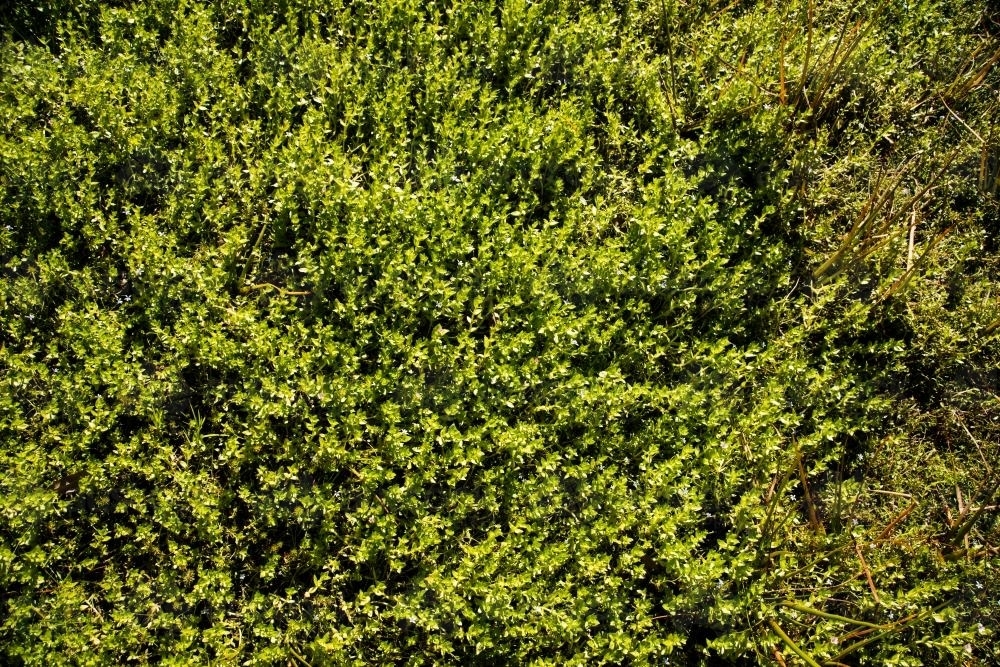 Detail shot of wetland ground cover plant with small green leaves - Australian Stock Image
