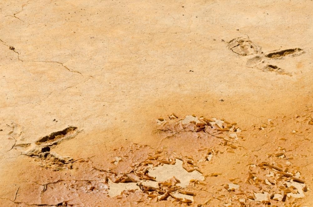 Detail shots of claypans with cracked and peeling dried mud and emu prints - Australian Stock Image
