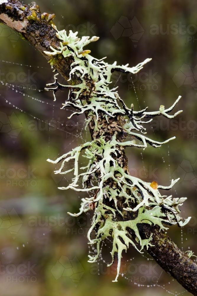 Detail view of fruiting lichens on a branch with webs - Australian Stock Image