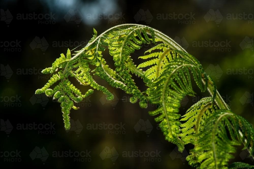 Detail view of green tree fern frond opening - Australian Stock Image