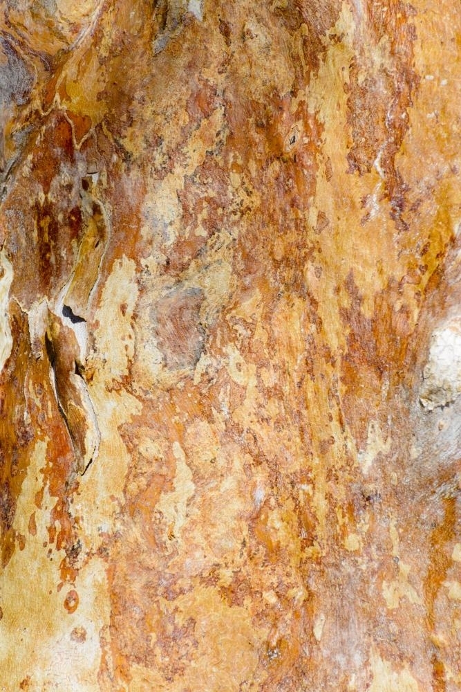 Detailed shot of  red, orange and yellow mottled and textured bark of a gum tree - Australian Stock Image