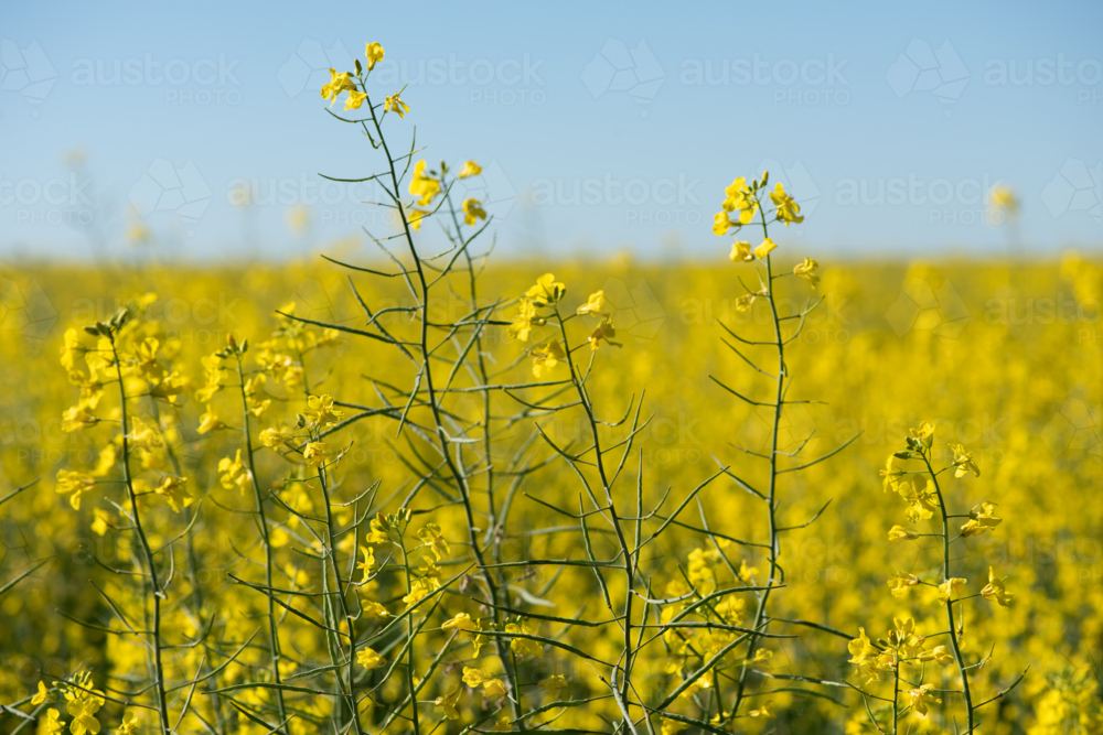 Detailed view of blooming canola stems against a golden field - Australian Stock Image