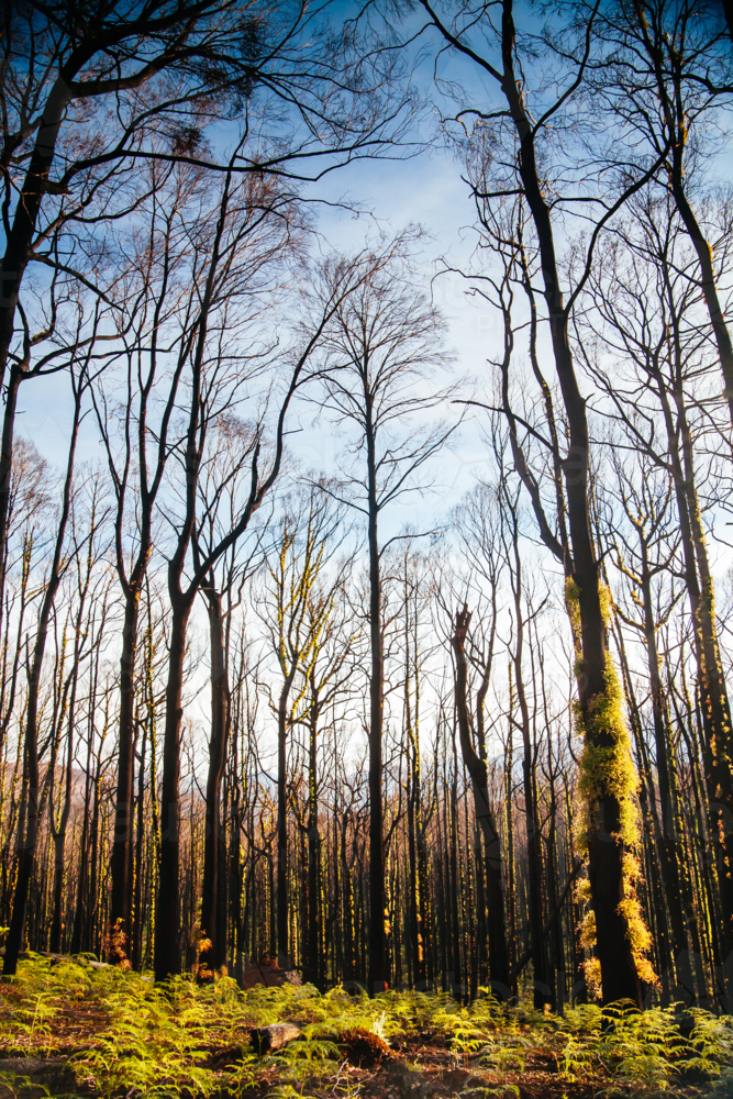 Devastated flora and fauna by road to Lake Mountain ski resort after 2009 Black Saturday bushfire - Australian Stock Image