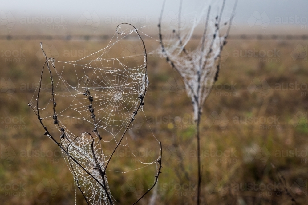 Dew caught in spiderwebs - Australian Stock Image