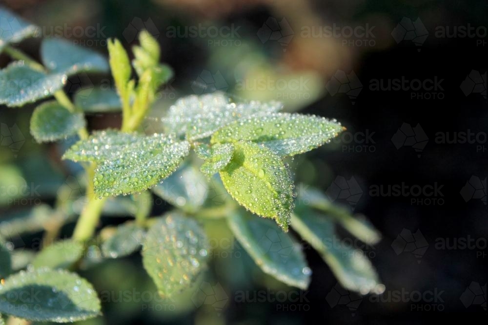 Dew covered rose leaves - Australian Stock Image