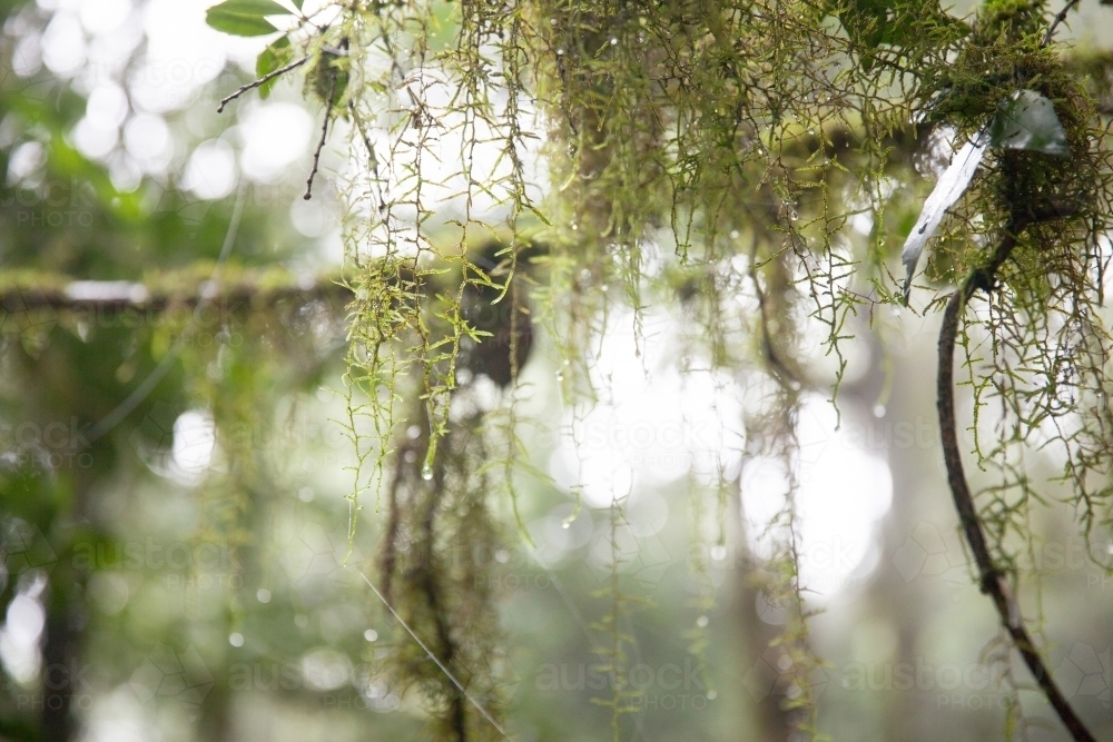 Dew covered tree moss - Australian Stock Image