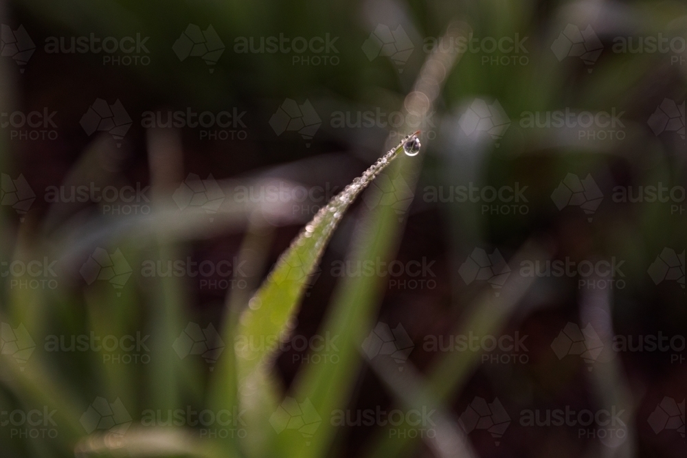 Dew drop on oat crop plant - Australian Stock Image