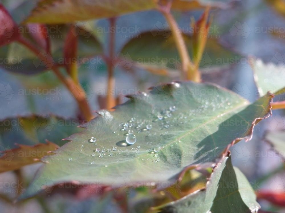 Dew drops on a rose leaf - Australian Stock Image