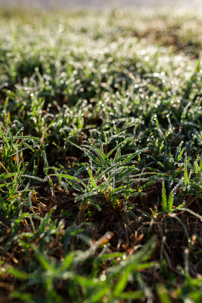 Dew drops on grass - Australian Stock Image