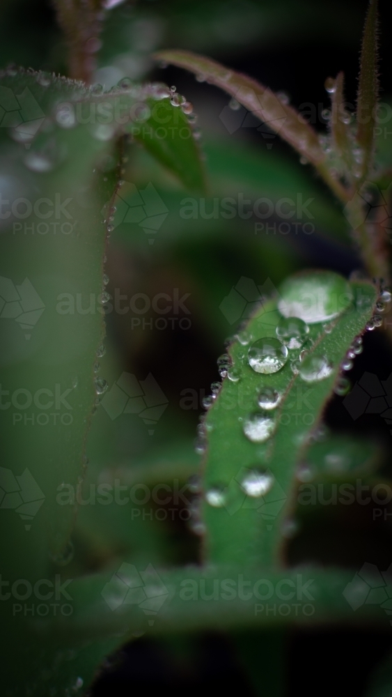 Dew Drops on Lush Green Leaves - Australian Stock Image
