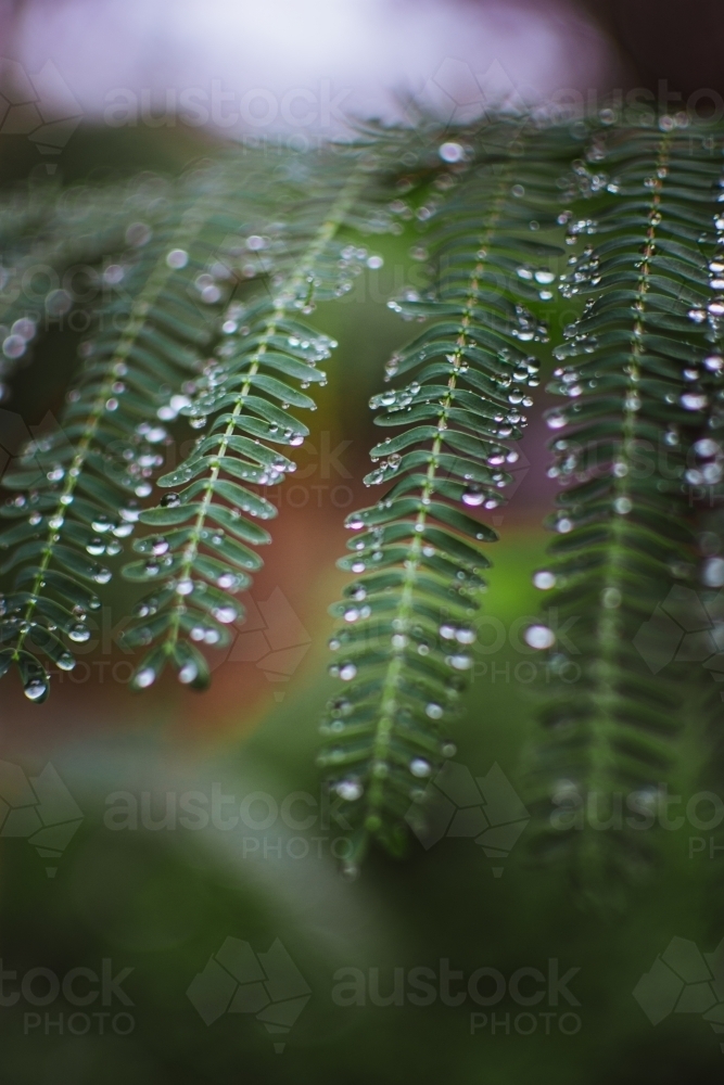 Dew Drops on Lush Green Leaves - Australian Stock Image