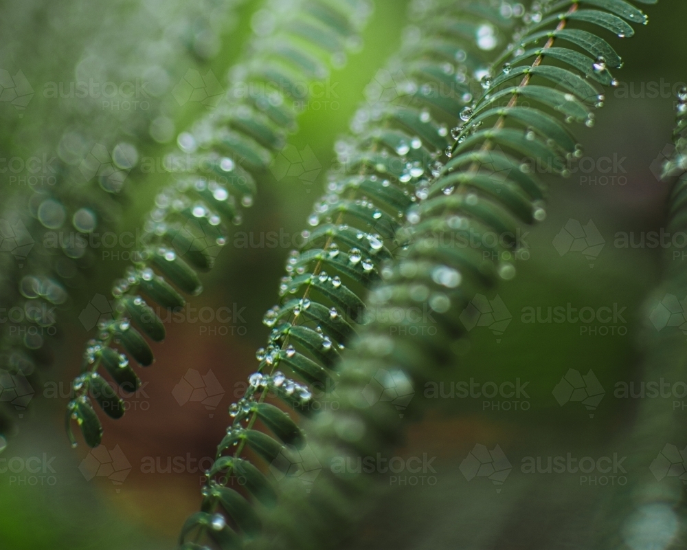 Dew Drops on Lush Green Leaves - Australian Stock Image