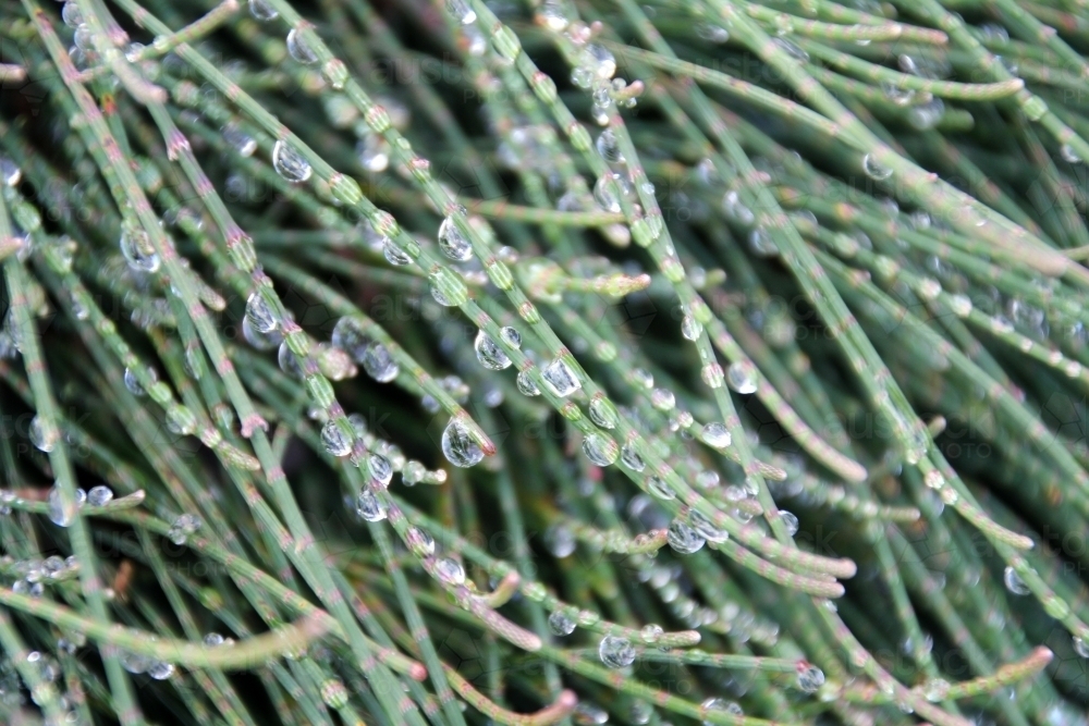 Dew drops on native casuarina ground cover - Australian Stock Image