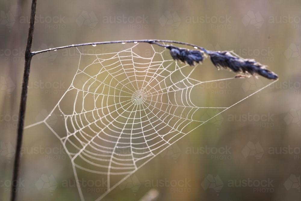 dew on a spiders web and grass seed head - Australian Stock Image