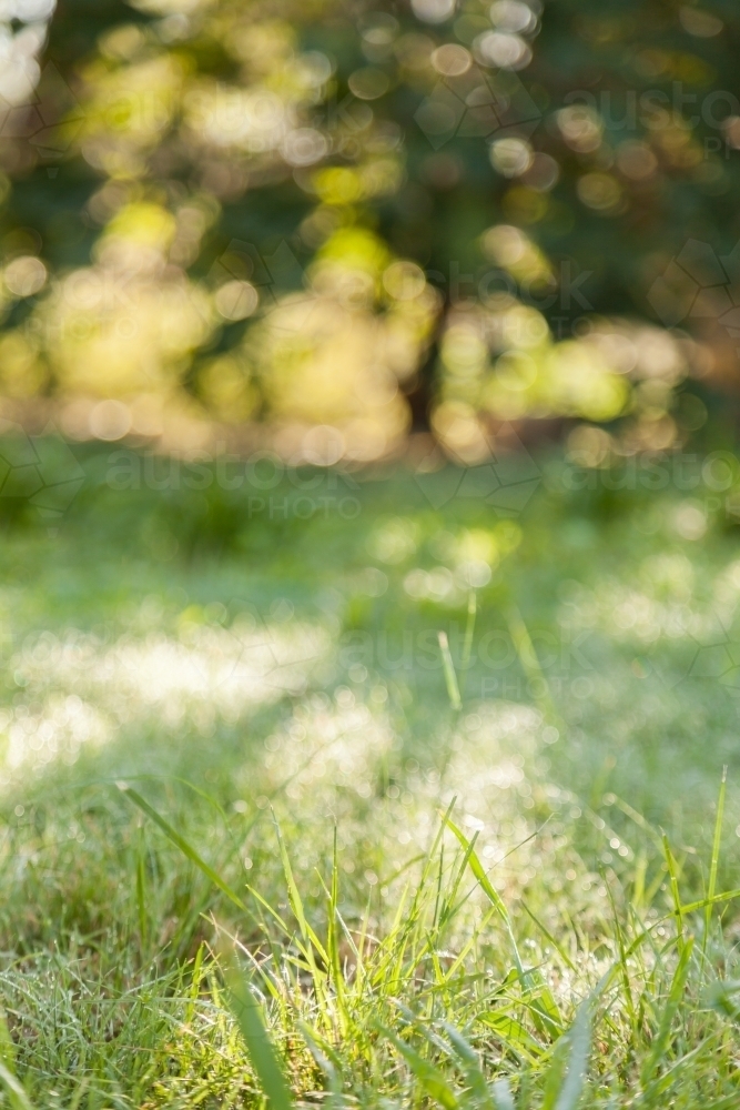 Dew on green grass with bokeh light behind - Australian Stock Image