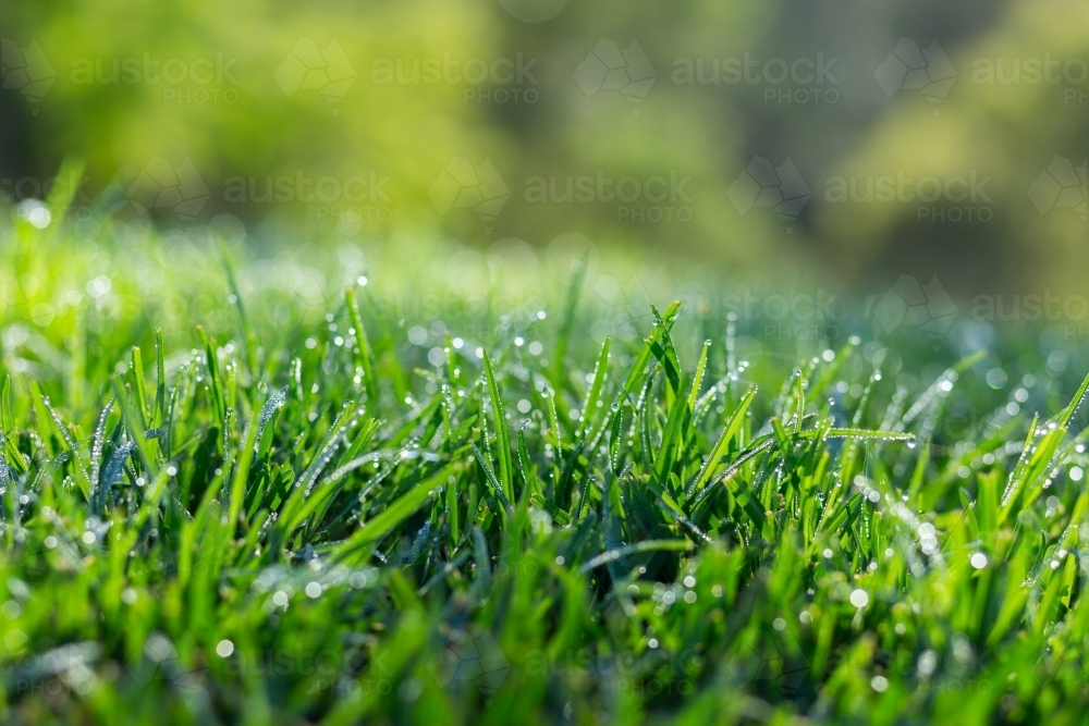 Dew on green lawn grass - Australian Stock Image