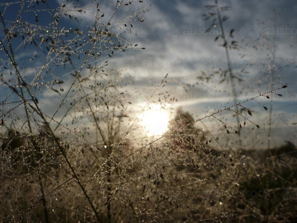 Dew spangled grass gilttering at dawn - Australian Stock Image