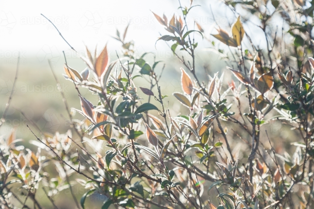 Dew spangled leaves outlined in silver light on a bush - Australian Stock Image