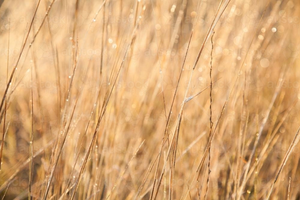 Dew sparkling in golden sunlight on long dry grass - Australian Stock Image