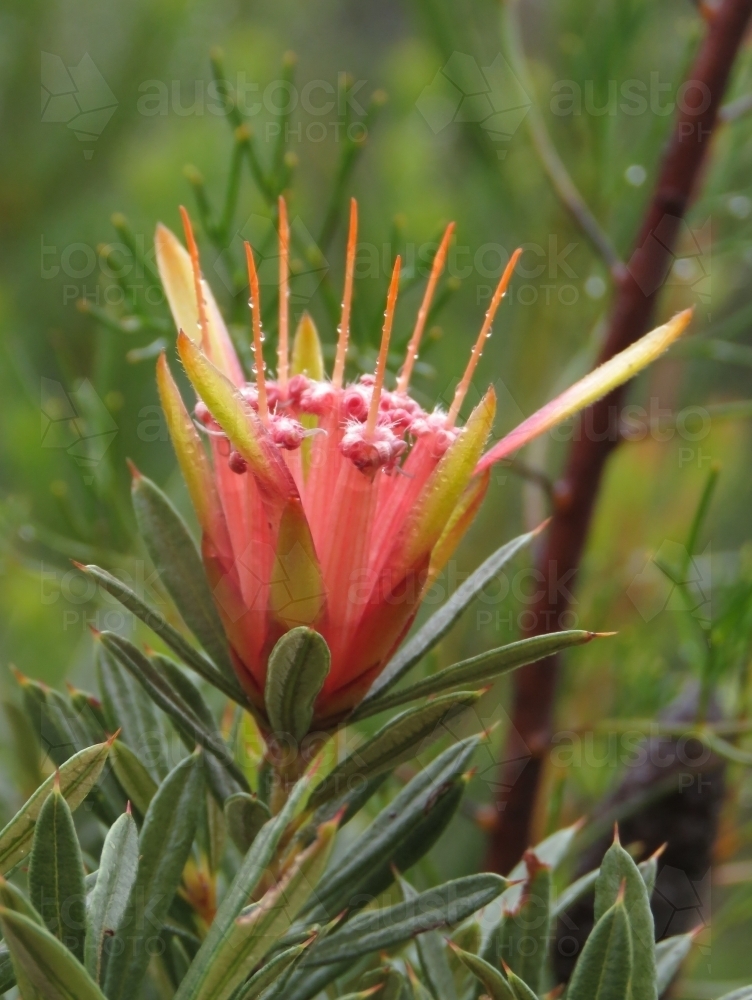 Dewdrops on pink Mountain Devil flowers with green background - Australian Stock Image
