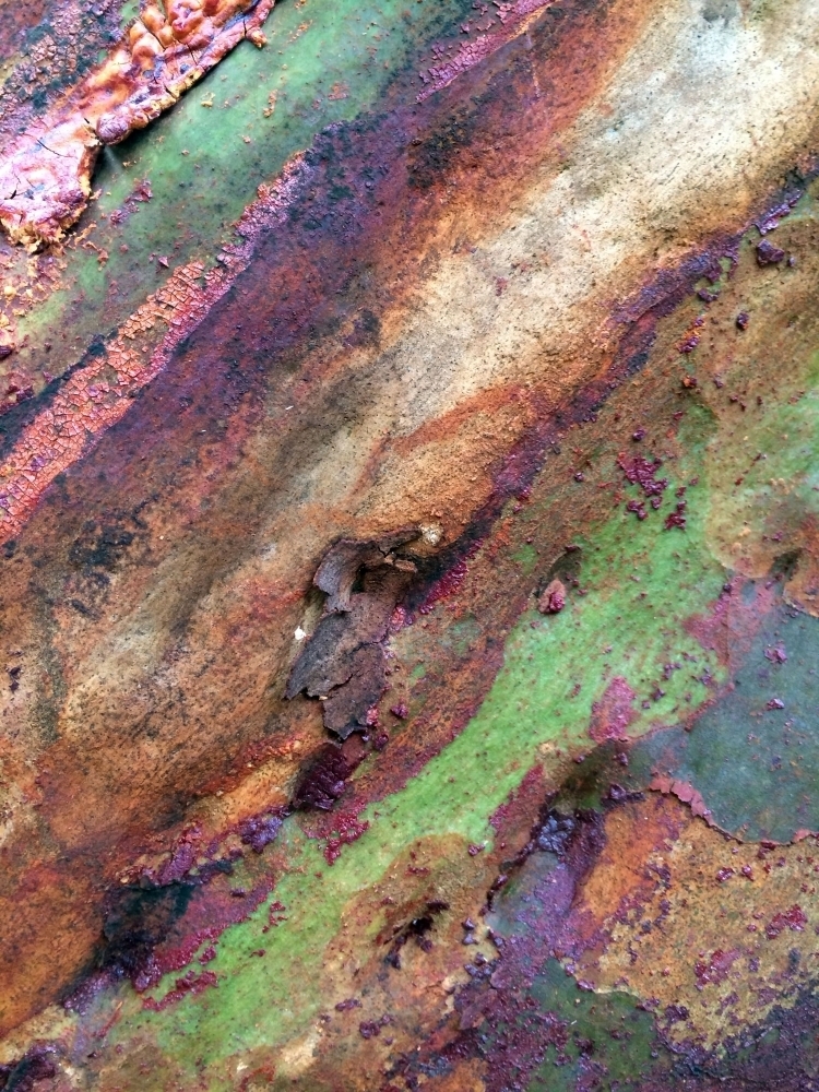 Diagonal view of wet, multicoloured, new tree bark - Australian Stock Image
