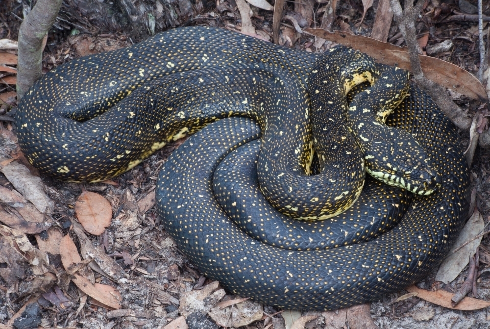Image of Diamond Python (Morelia spilotes) - Austockphoto