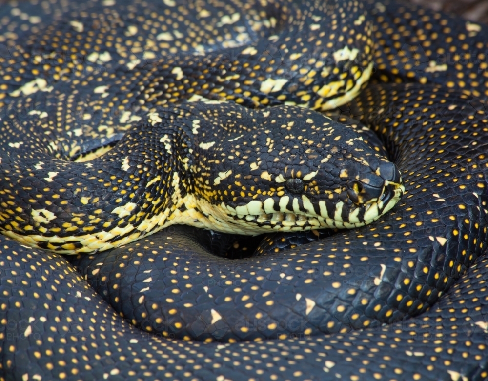 Image of Diamond Python (Morelia spilotes) close-up - Austockphoto