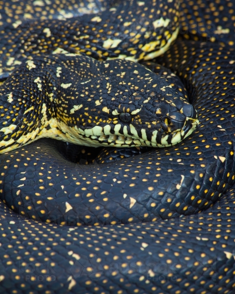 Image of Diamond Python (Morelia spilotes) close-up - Austockphoto