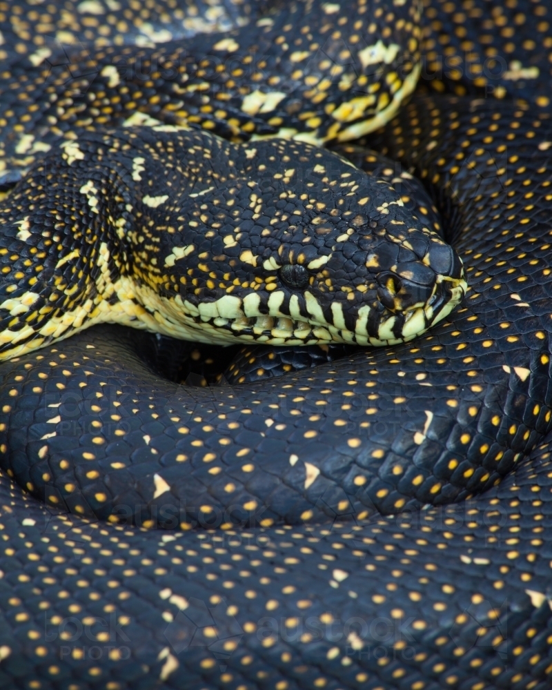 Diamond Python (Morelia spilotes) close-up - Australian Stock Image