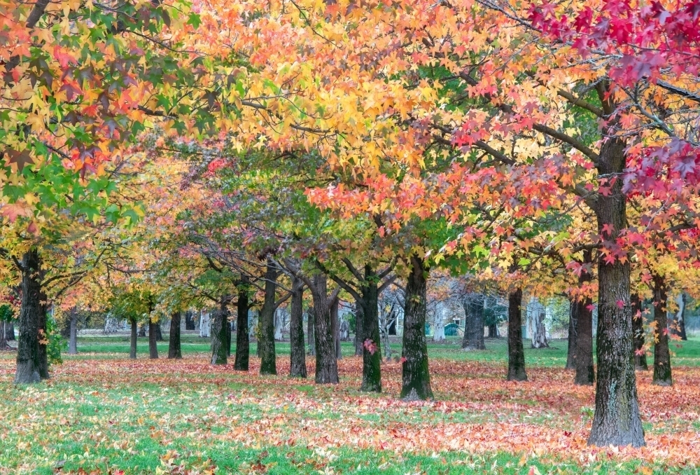 Different autumn tree colours in a park - Australian Stock Image