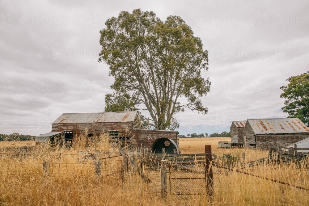 Dilapidated farm buildings, broken gate, overgrown yellow grass and eucalyptus tree - Australian Stock Image