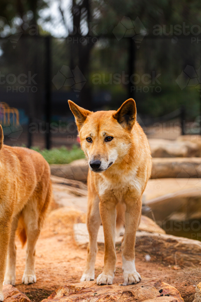 Dingo an Australian native animal with orange fur in zoo - Australian Stock Image