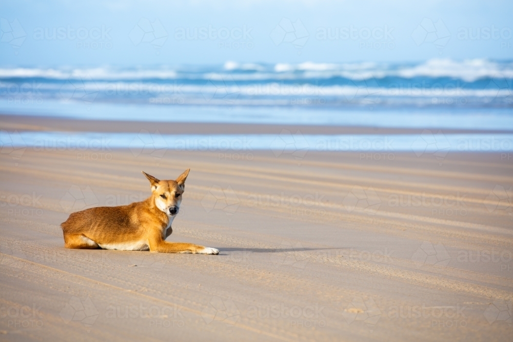Dingo, Fraser Island - Australian Stock Image