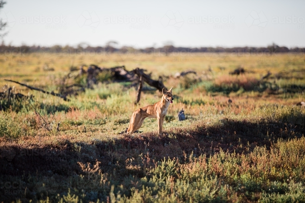 Dingo in paddock on farm - Australian Stock Image