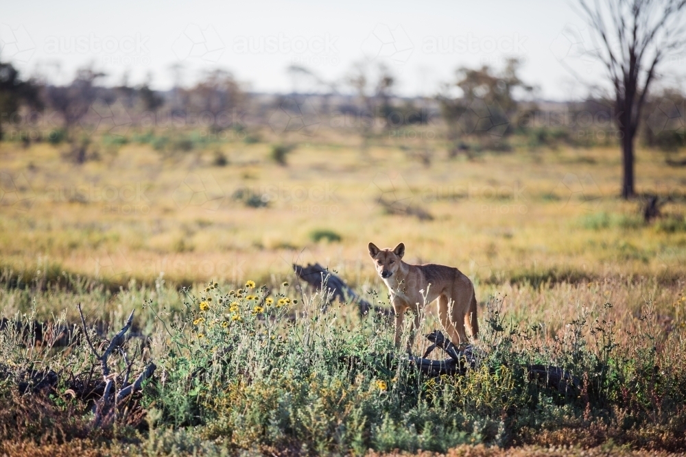 Dingo in paddock looking straight ahead - Australian Stock Image