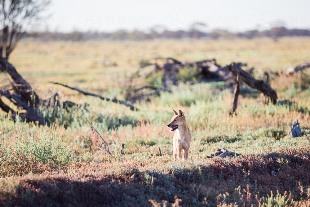 Dingo in paddock looking to the right - Australian Stock Image