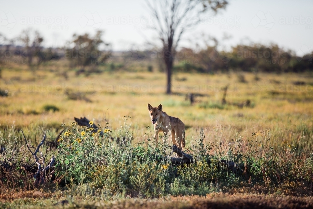 Dingo in the paddock - Australian Stock Image